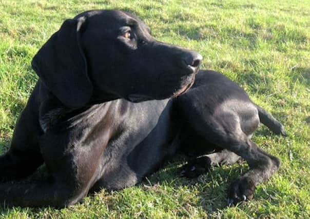 Barney may have been shot and stolen while out for a walk in Warnham