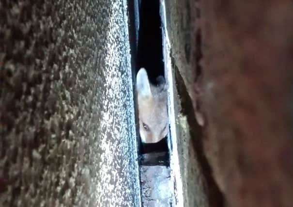 Fox cub wedged. Picture supplied by the RSPCA