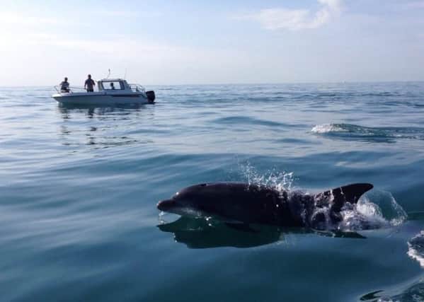 Dolphins spotted just off Climping's coastline