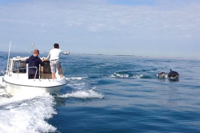 Sailors took an opportunity to snap a photo of the dolphins beside their boat