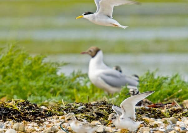 Chichester Harbour is celebrating wildlife success as Little Terns, one of Britains rarest breeding seabirds, make a comeback. Seventeen Little Terns fledged from the Harbour this summer, the most successful year since the mid 1970s. PICTURE BY PAUL ADAMS