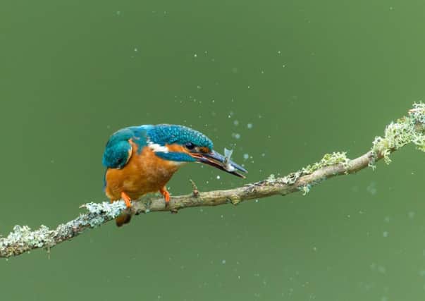 Male Kingfisher (c) Steven Whitehead, Sussex Wildlife Trust