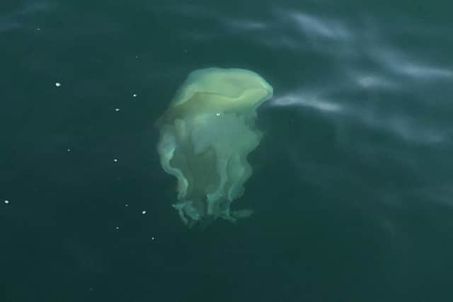 Hundreds of jellyfish were spotted just a couple of miles off the Sussex coastline
