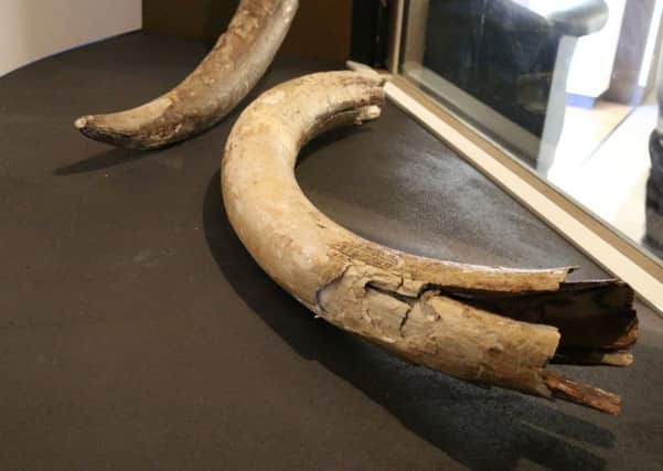 These tusks were found off West Worthing in November 1920