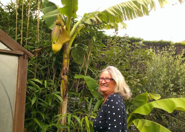 Patricia Murray with her banana plant in Bognor Regis