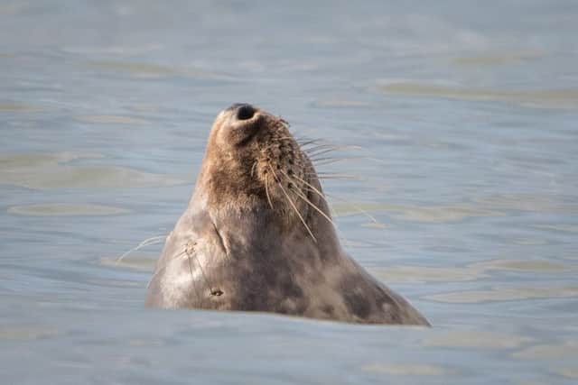 Grey Seal spotted in Felpham SUS-150828-154735001