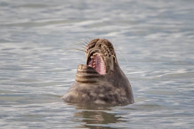 Grey Seal spotted in Felpham SUS-150828-154724001