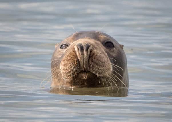 Grey Seal spotted in Felpham SUS-150828-154652001