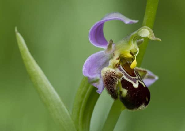 Bee Orchid by Eleanor Coate SUS-150828-162444001