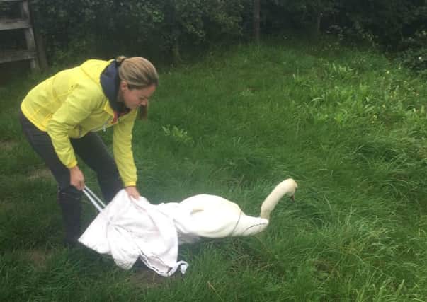 Vet Kate Pescott releases a swan back into the wild