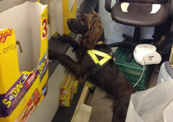 Yoyo the sniffer dog finds fake cigarettes in a Chapel Road store