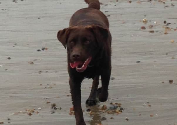 Four year old 'Bounty' enjoying a run on Bexhill beach SUS-151009-132808001
