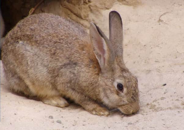 The rabbit was found after nibbling a hole in its hutch