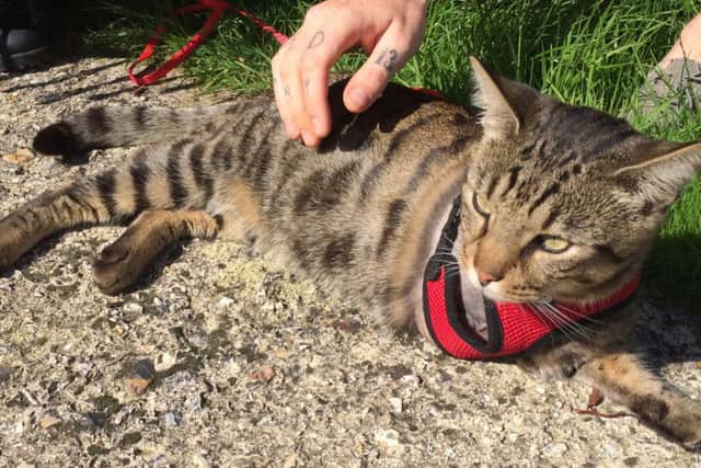 Three-year-old Arnold is 'having to learn how to be a cat again', his upset owners said