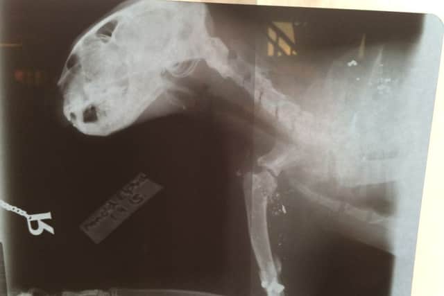 The latest X-Ray shows the shattered shoulder and leg, as well as shrapnel from both shootings