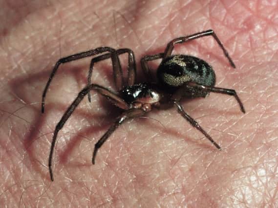 False widow spider species found in the south of England SUS-150913-081700001