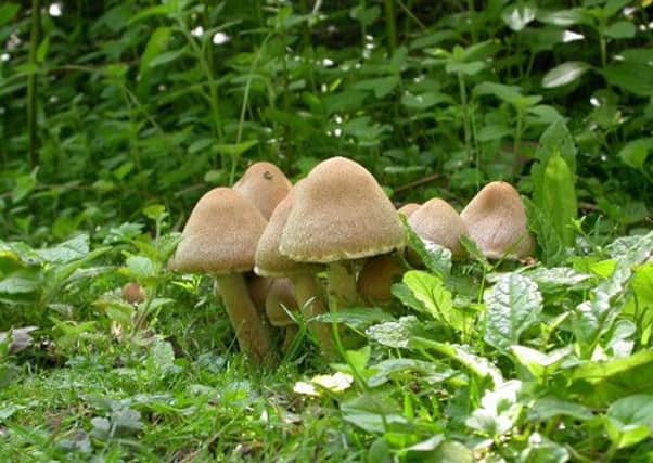 Fungi SUS-150921-094140001
