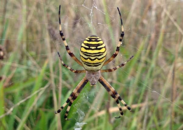 Chesworth Farm has seen an influx of wasp spiders