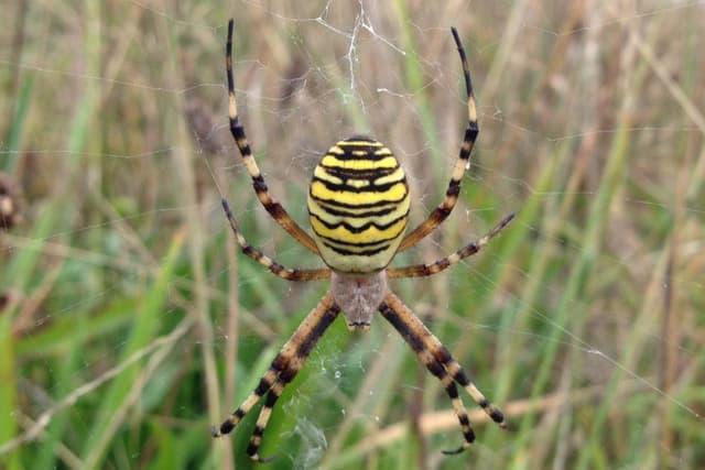 Old Rural Spiders Rare spiders invade Horsham farm
