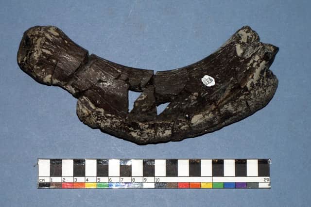 A fossil of the Horshamosaurus' rib