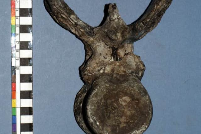 A fossil of the Horshamosaurus' vertebra