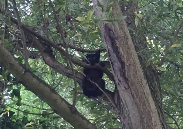 One of the kittens was described as 'terrified' after being found hanging from a tree