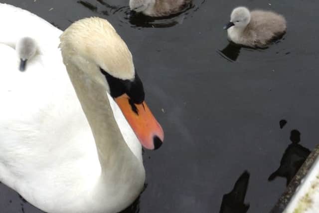 Flo has been a resident at the canal in Chichester Marine for several years and was found dead with her cygnets at the side of the canal