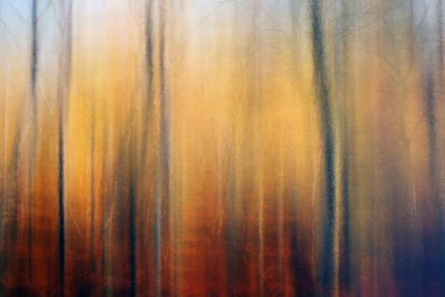 DM151178713a Autumn Birches by Steve Rogers