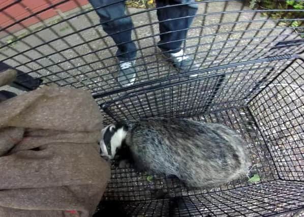 The injured badger that was found in Hastings