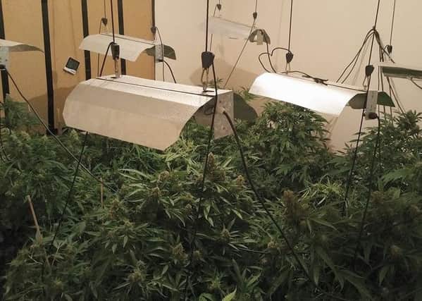 In total 26 cannabis plants were seized