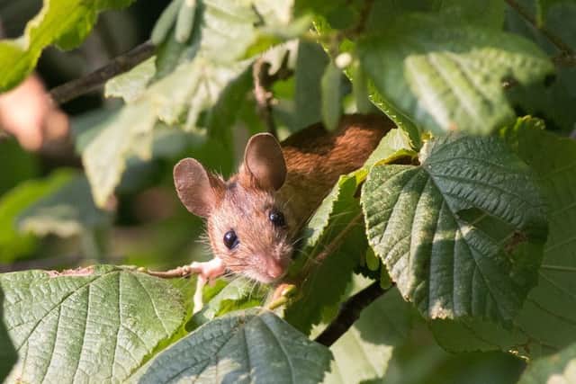 Glenn Alford's mouse on hazel tree