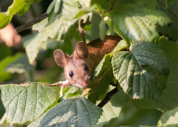 Glenn Alford's mouse on hazel tree