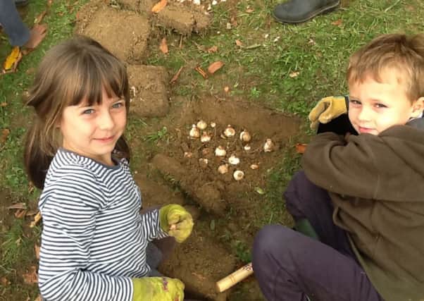 Crocus and daffodil bulbs being planted by Fernhurst Primary School pupils around the hard playground