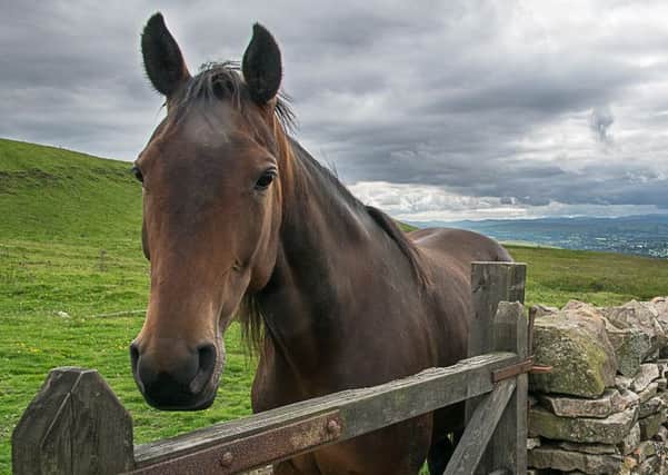 Horse owners warned