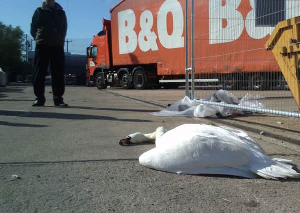 A swan was electrocuted on overhead power cables in Bognor Regis