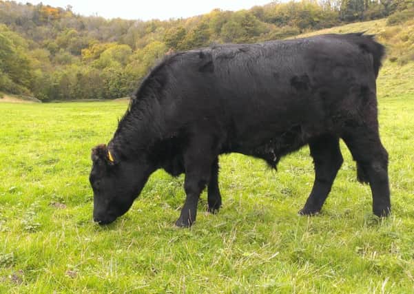 One of the Greyfriars Dexter cows on the Rifle Range, also known as Big Picnic Field