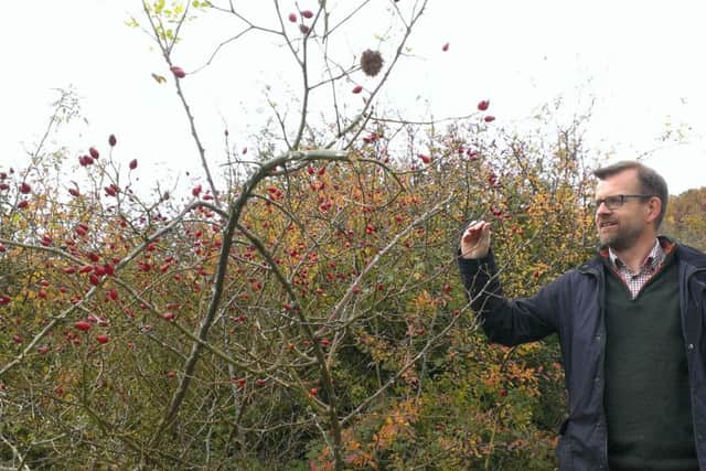 Project manager Matthew Thomas with rosehips on the rare chalk grassland
