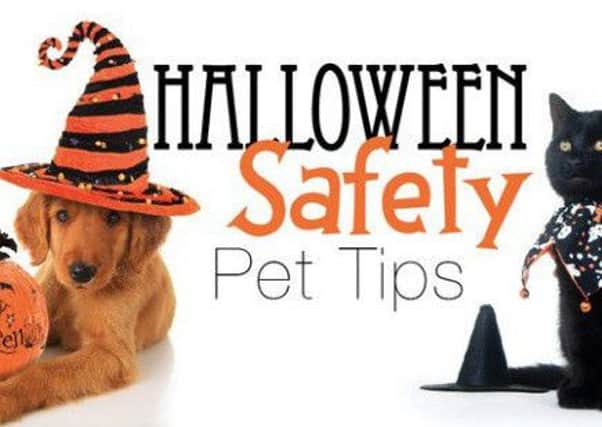 Pet safety tips