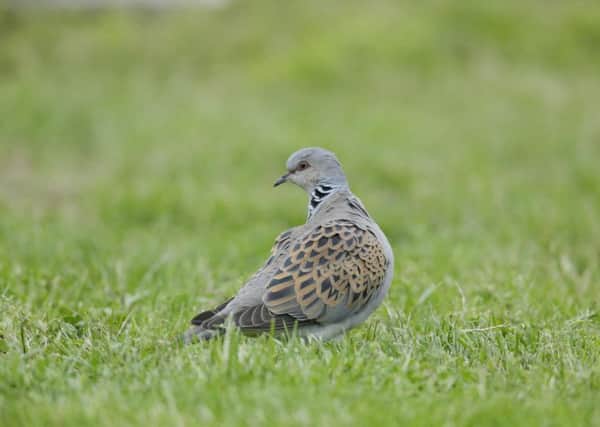 Turtle dove. Photo by Andy Hay (rspb-images.com)