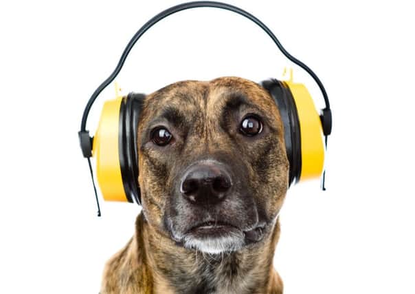 A dog with noise-cancelling headphones on - copyright Ermolaev Alexander/Shutterstock
