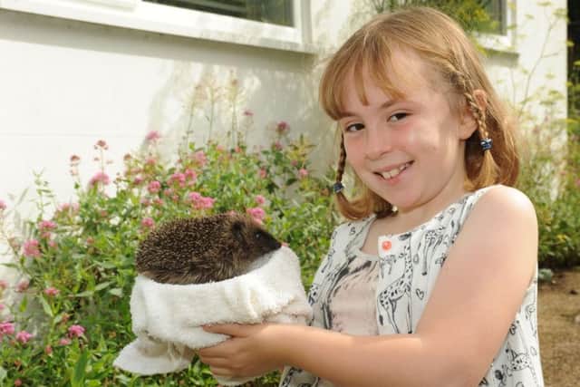 Rebecca Musselle, eight, who helps her dad Roger with injured wildlife Picture: Miles Davies, Sussex Wildlife Trust