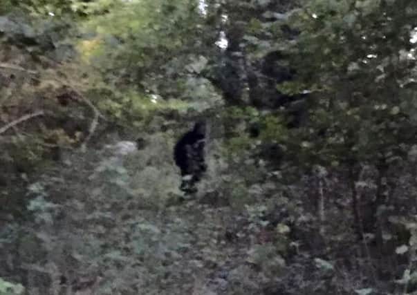 The picture, which Caroline Toms says was taken in the Angmering Park estate last week