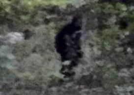 Could this 'Bigfoot' picture just be a man playing hide-and-seek?