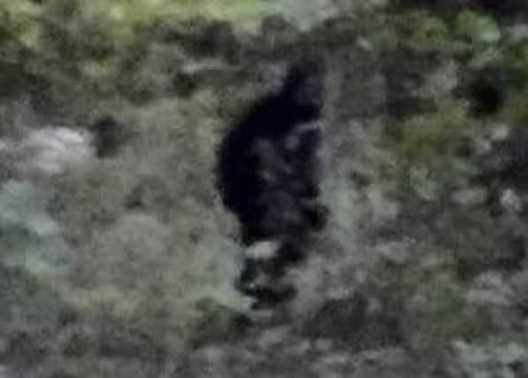 Could this 'Bigfoot' picture just be a man playing hide-and-seek?