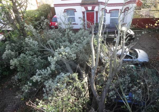 Tree down in Chesswood Road, Worthing. Picture by Eddie Mitchell