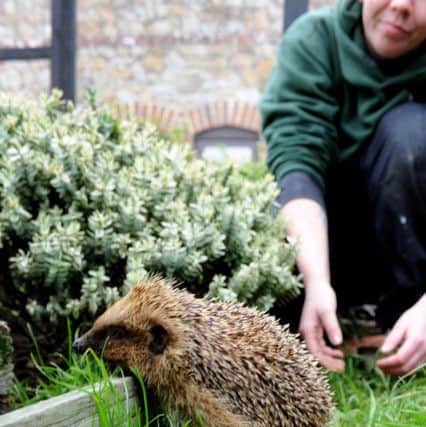 Brent Lodge Wildlife Animal Hospital - hedgehog appeal. Pic Steve Robards  SR1526717 SUS-150112-144259001