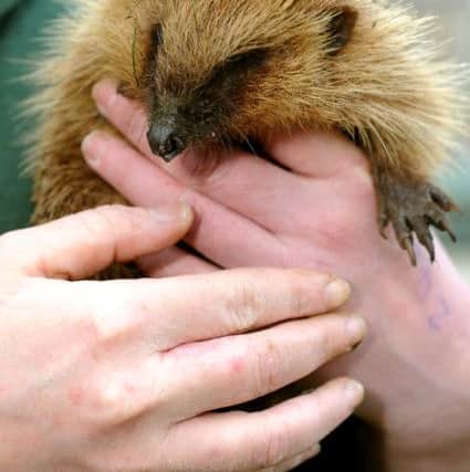 Brent Lodge Wildlife Animal Hospital - hedgehog appeal. Pic Steve Robards  SR1526703 SUS-150112-144237001