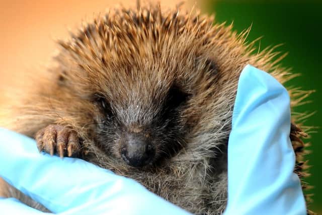 Brent Lodge Wildlife Animal Hospital has well over 100 hedgehogs. Pics Steve Robards