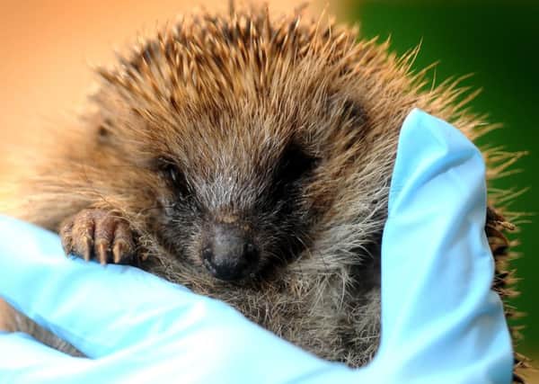 Brent Lodge Wildlife Animal Hospital has well over 100 hedgehogs. Pics Steve Robards