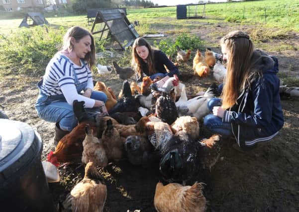 Sarah McKenzie with her daughters Willow and Hebe with some of their rare breed chickens and cockerels (Pic by Jon Rigby) SUS-151130-112858008 SUS-151130-112858008